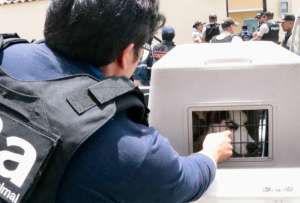 Los ocho perros rescatados en Bellavista de Calderón reciben atención veterinaria .