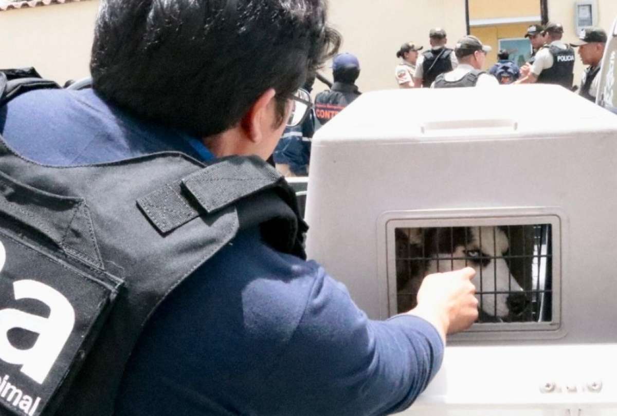 Los ocho perros rescatados en Bellavista de Calderón reciben atención veterinaria .