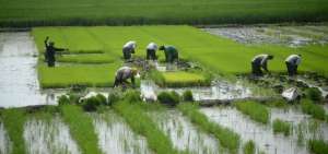 Cultivar una hect&aacute;rea de arroz necesita una inversi&oacute;n de unos $ 1.000. Las ganancias, en el mejor de los casos, llegan a $ 200., seg&uacute;n los productores. 