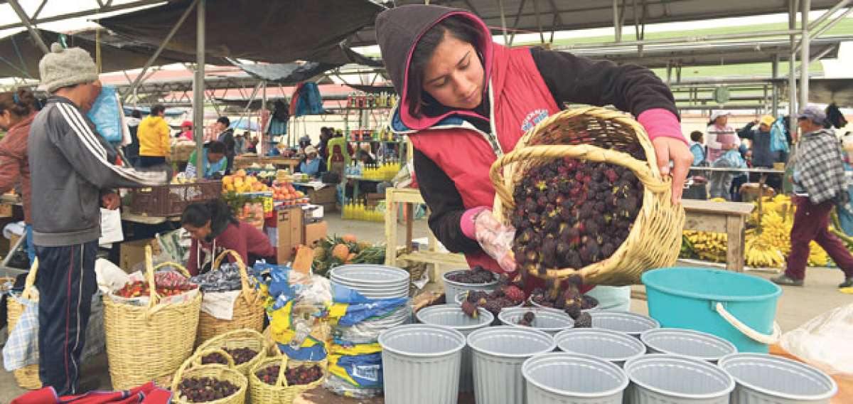 En la actualidad est&aacute;n en ejecuci&oacute;n diversos proyectos para repotenciar la producci&oacute;n de frutas en los cantones tungurahuenses, esto ocurre en Tisaleo. Foto: Roberto Ch&aacute;vez / El Tel&eacute;grafo