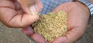 Los agricultores no pararon en la emergencia sanitaria y mantuvieron alimentado al pa&iacute;s. Ahora necesitan cr&eacute;ditos oportunos para seguir trabajando.