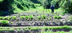 Los vecinos del barrio Ana Mar&iacute;a quieren colocar una tienda comunitaria para vender la producci&oacute;n del huerto.