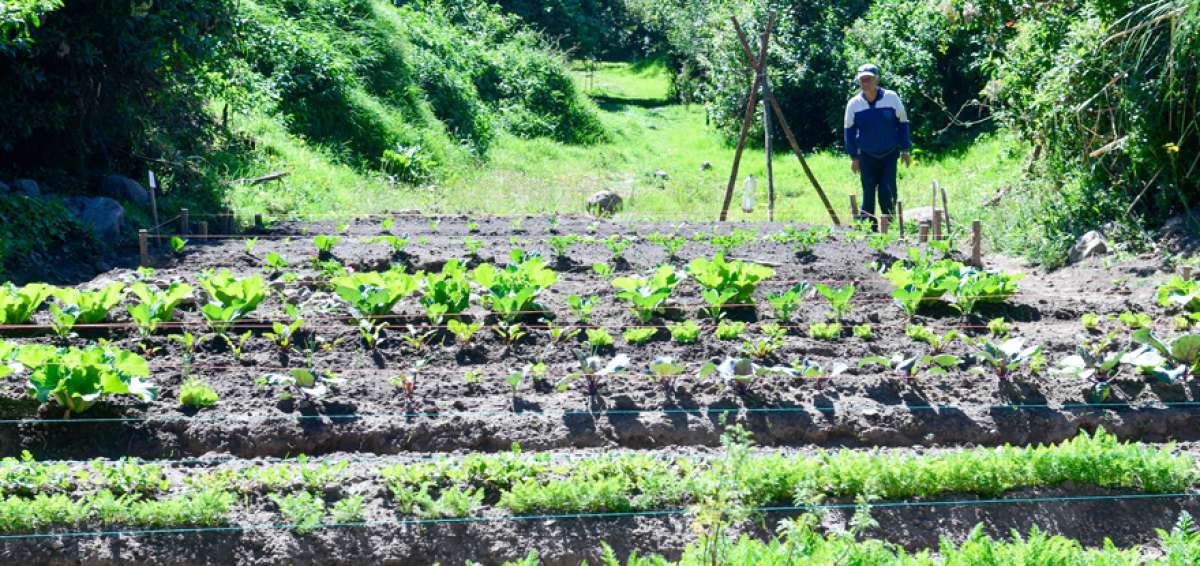 Los vecinos del barrio Ana Mar&iacute;a quieren colocar una tienda comunitaria para vender la producci&oacute;n del huerto.