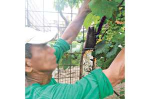 En la Peni crecen frutas y vegetales