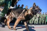 Proteo, perro rescatista, viajó con el equipo mexicano para ayudar en las labores de rescate de las víctimas del terremoto de 7,8 grados en Turquía.