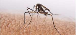 Brote epid&eacute;mico de dengue lleg&oacute; a Argentina