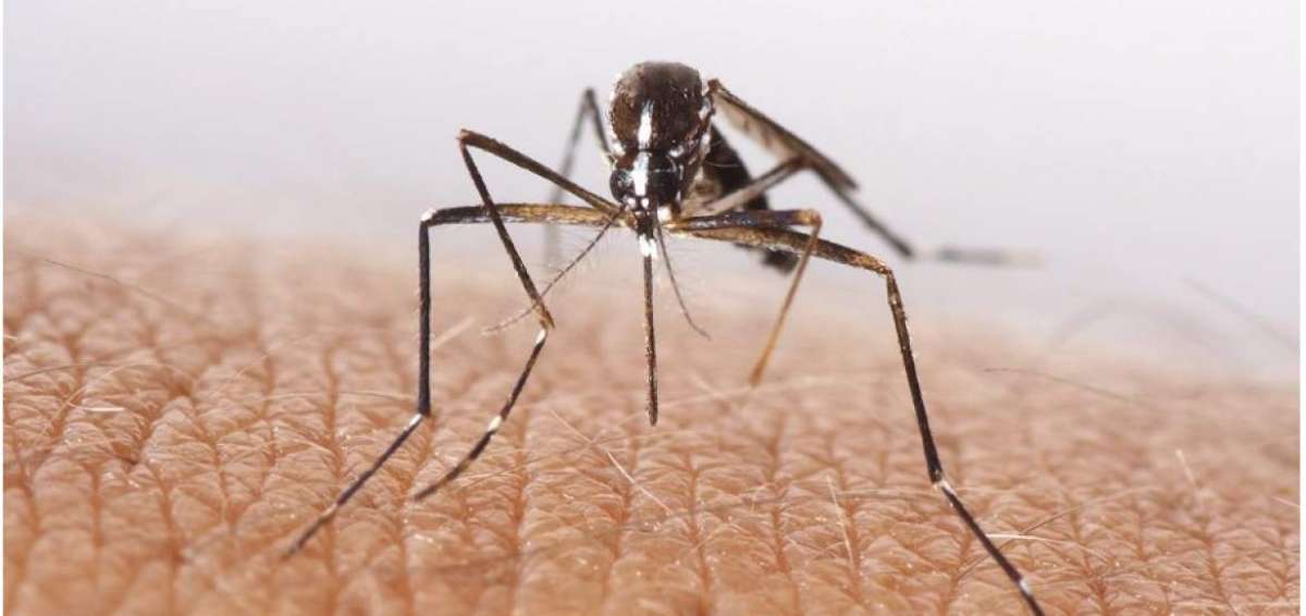 Brote epid&eacute;mico de dengue lleg&oacute; a Argentina