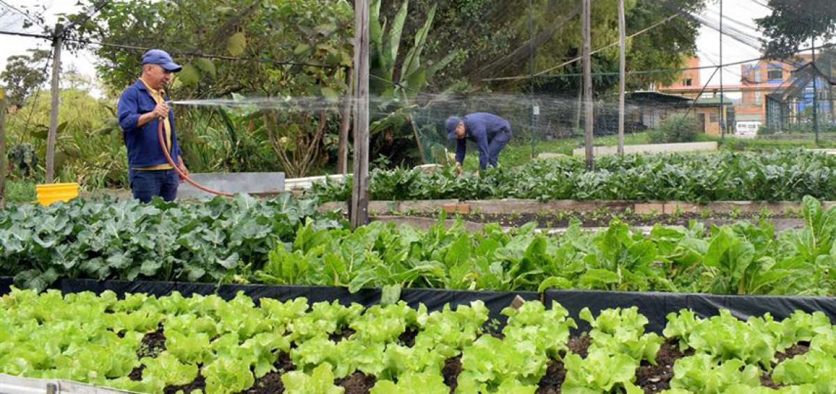 Huerta contra tienda: padres se rebelan contra la "comida basura"