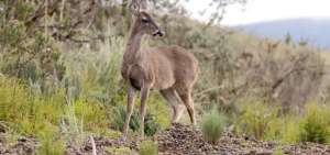 Las im&aacute;genes de la cacer&iacute;a del animal se difundieron en redes sociales y caus&oacute; alarma y repudio por la crueldad con la que el animal es tratado.