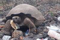 Fotografías y videos muestran como las tortugas confunden la basura con su alimento.