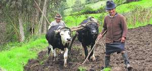 T&eacute;cnicos del Magap y la Prefectura asesoran los emprendimientos agr&iacute;colas y pecuarios de los 9 cantones.