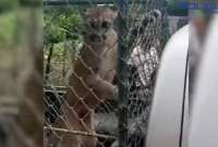 Policía rescata a puma capturado en una vivienda en Loja
