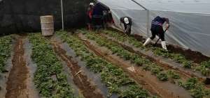 Ecuador y la FAO suscribieron un convenio de cooperaci&oacute;n sobre producci&oacute;n agropecuaria.