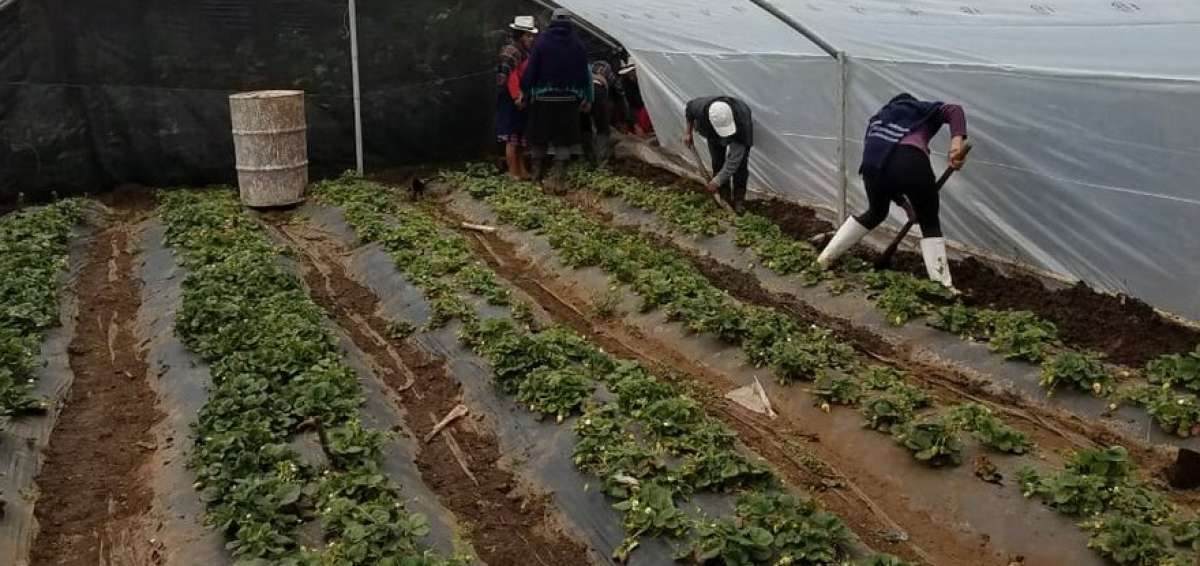 Ecuador y la FAO suscribieron un convenio de cooperaci&oacute;n sobre producci&oacute;n agropecuaria.