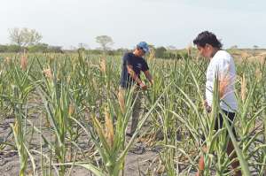 Pobladores de San Miguel del Morro, situado en la provincia del Guayas, revisan las plantaciones de ma&iacute;z. Foto: Lylibeth Coloma |  El Tel&eacute;grafo