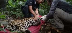 El equipo veterinario traslad&oacute; a la jaguar al Parque Nacional Yasun&iacute;.