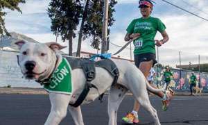 Alrededor de 2 mil personas con sus mascotas participaron en el perrot&oacute;n