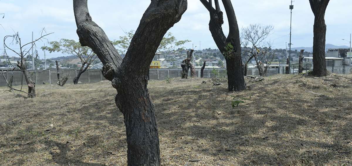 El Parque Metropolitano, ubicado en la periferia noroeste de la ciudad, es usado para el trasplante de especies extra&iacute;das de sus sitios originales.