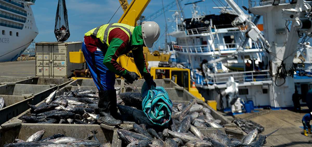 Ecuador asegura el cumplimiento de protocolos de bioseguridad en sector pesquero