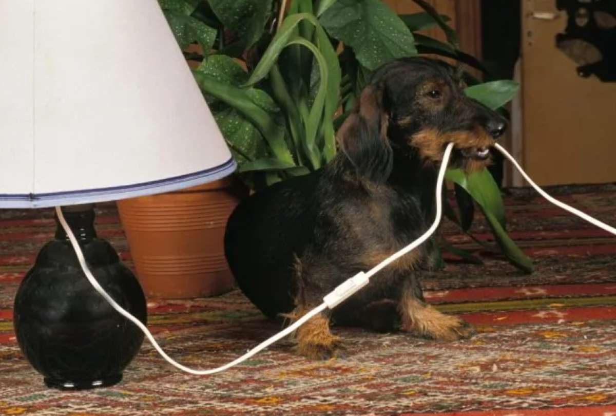 15 objetos peligrosos para tus mascotas dentro de casa