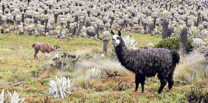 El bosque de los frailejones est&aacute; ubicado dentro de la Reserva Ecol&oacute;gica El &Aacute;ngel, ocupa 11,34 hect&aacute;reas. Cortes&iacute;a: Ministerio de Turismo