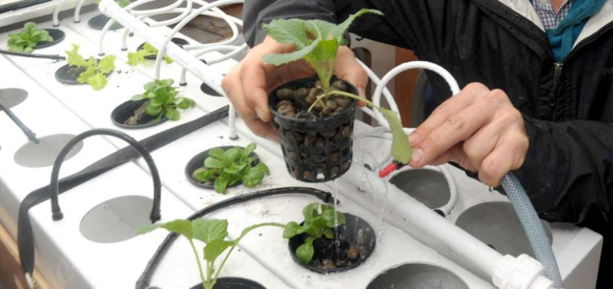 El cultivo hidrop&oacute;nico gana seguidores