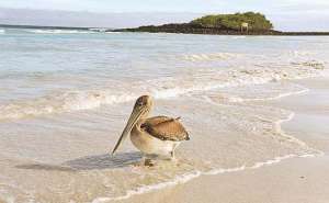 El oleaje en Gal&aacute;pagos no pone en riesgo a las especies, pero por seguridad se dispuso adem&aacute;s la suspensi&oacute;n de las actividades mar&iacute;timas. Foto: Archivo/El Tel&eacute;grafo