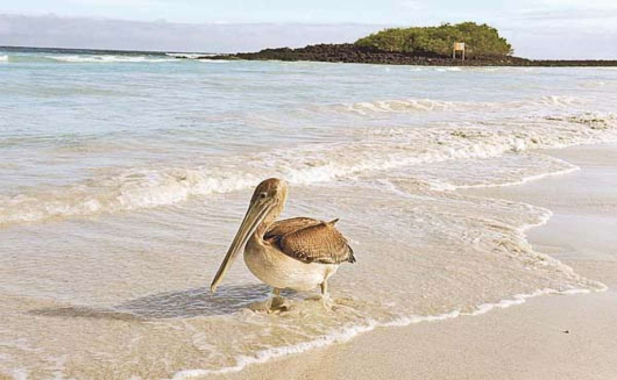 El oleaje en Gal&aacute;pagos no pone en riesgo a las especies, pero por seguridad se dispuso adem&aacute;s la suspensi&oacute;n de las actividades mar&iacute;timas. Foto: Archivo/El Tel&eacute;grafo