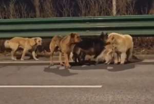 Los perros estuvieron juntos todo el tiempo