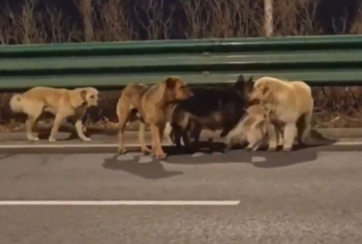 Los perros estuvieron juntos todo el tiempo