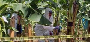 Las autoridades colombianas declararon la emergencia nacional por la presencia del hongo Fusarium R4T en un total de 175 hect&aacute;reas de banano.