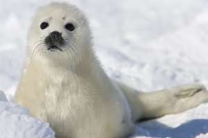 Las im&aacute;genes de beb&eacute;s foca masacrados en los bancos de hielo han contribuido claramente al rechazo de la caza por parte de la opini&oacute;n p&uacute;blica. Foto: AFP