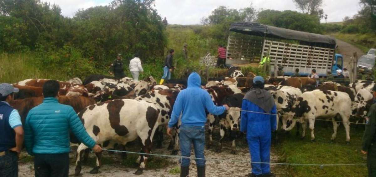 Confiscan 230 semovientes de raza normando presuntamente de contrabando