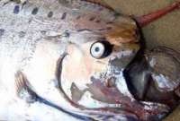 Instituto Geofísico desmitifica la creencia sobre el pez remo