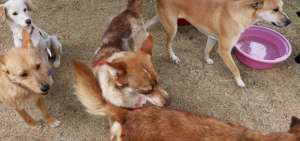 Los centros de acogida para las mascotas est&aacute;n saturados. La Gobernaci&oacute;n del Azuay y la concejala Gabriela Brito buscan un espacio para estos animales.