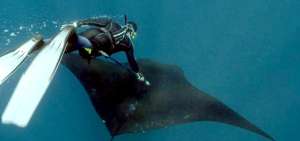 Las dos mantarrayas gigantes marcadas miden 4 metros de envergadura. Esta es otra de las especies marinas que habitan en Gal&aacute;pagos.