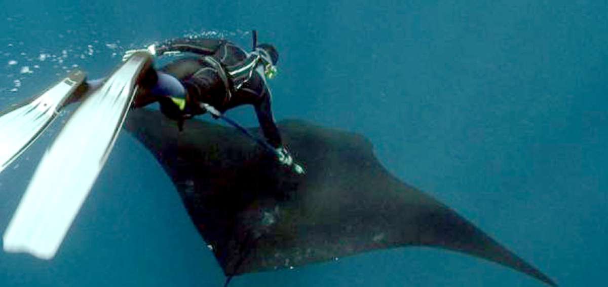 Las dos mantarrayas gigantes marcadas miden 4 metros de envergadura. Esta es otra de las especies marinas que habitan en Gal&aacute;pagos.