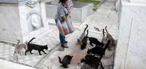 Los mininos que viven en el Cementerio Patrimonial conocen bien a la mujer que les da de comer a diario. Ella los llama por sus nombres y la mayor&iacute;a de estos entienden. Tambi&eacute;n est&aacute;n los ariscos que son los que se sienten amenazados.