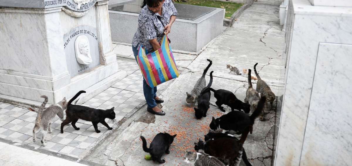 Los mininos que viven en el Cementerio Patrimonial conocen bien a la mujer que les da de comer a diario. Ella los llama por sus nombres y la mayor&iacute;a de estos entienden. Tambi&eacute;n est&aacute;n los ariscos que son los que se sienten amenazados.