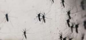 La OMS declara emergencia sanitaria mundial por el Zika