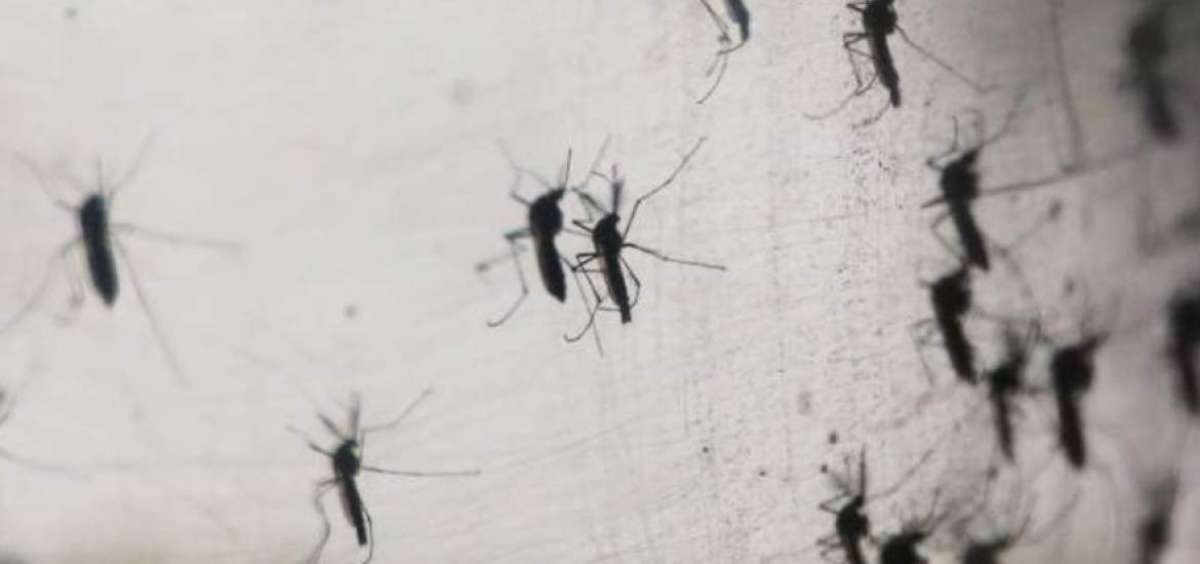 La OMS declara emergencia sanitaria mundial por el Zika