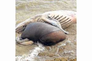 3 entes planifican entierro de ballena
