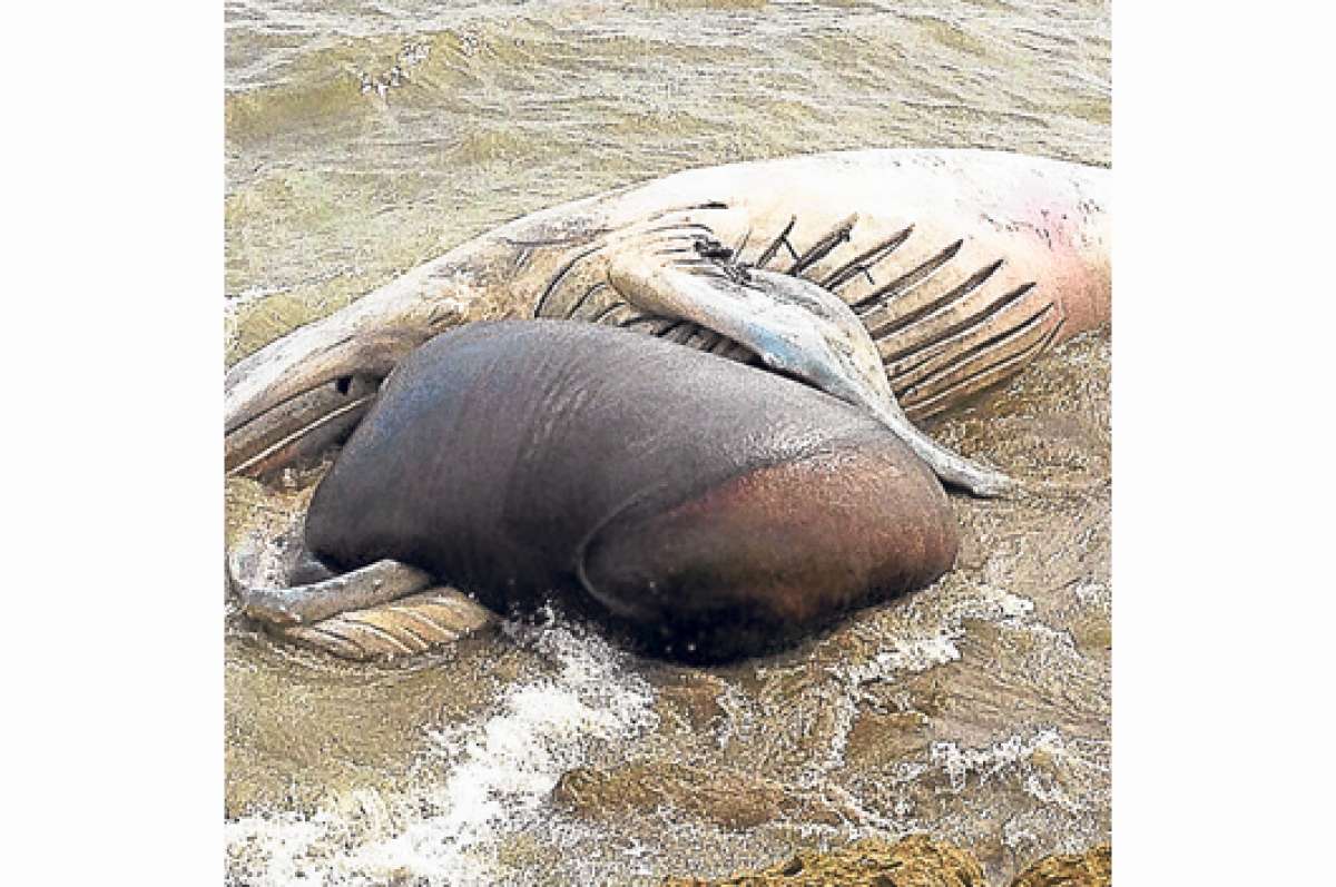 3 entes planifican entierro de ballena