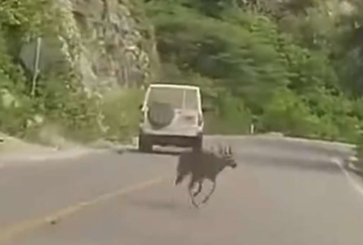 Agresi&oacute;n a especie silvestre en Loja activa sanciones ambientales y penales