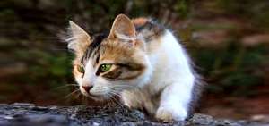 Los felinos son utilizados en el control de plagas