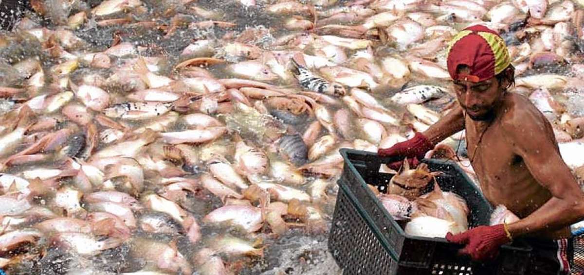 Estados Unidos es el principal comprador de tilapia ecuatoriana. En marzo de este a&ntilde;o se exportaron 424.311 libras de esa especie.
