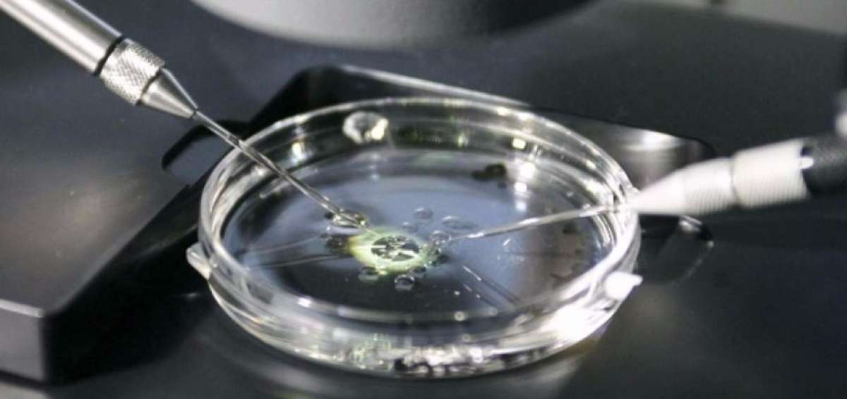 La reproducci&oacute;n asistida en laboratorio es la alternativa para las parejas que no pueden concebir naturalmente.  