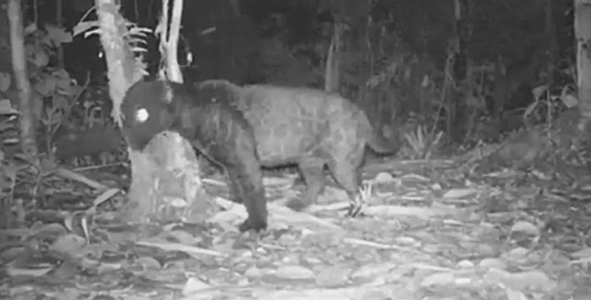 C&aacute;maras captan a un jaguar negro en el Parque Nacional Llanganates