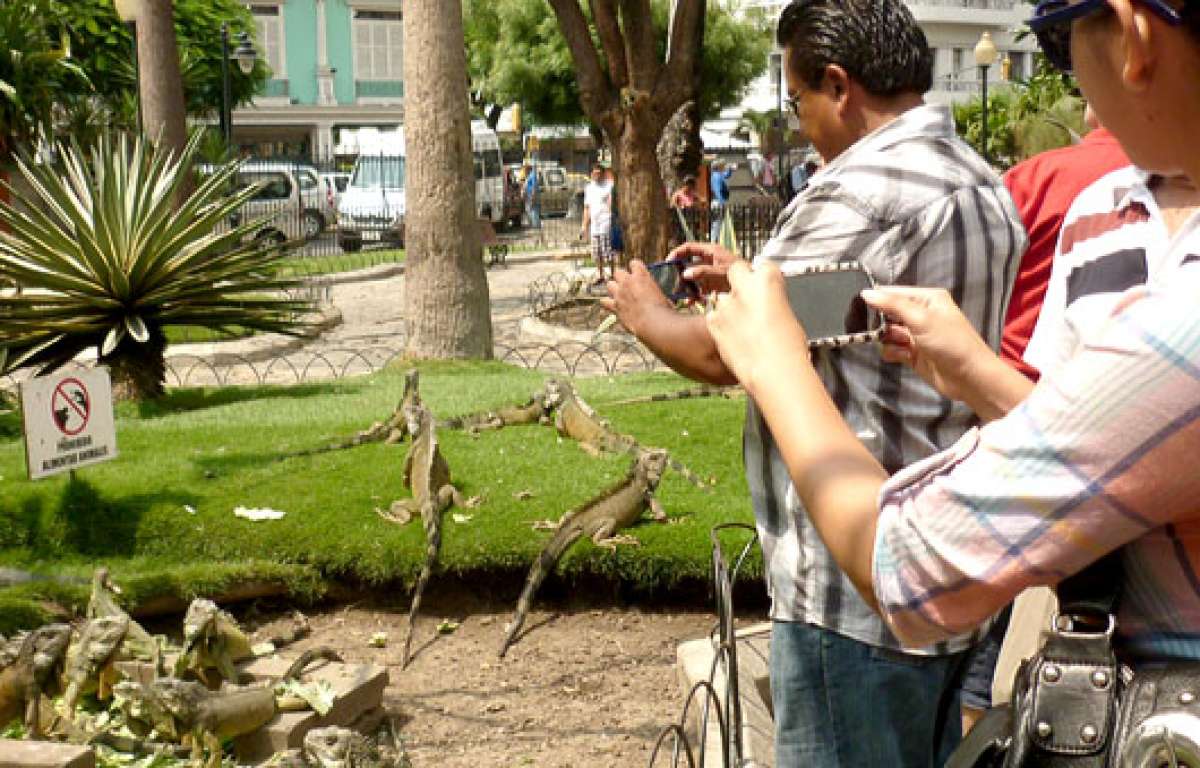 Algunas hasta parecen posar para la foto. Guayaquile&ntilde;os, afuere&ntilde;os y extranjeros gustan admirar a las iguanas del parque Seminario. Foto: Cortes&iacute;a