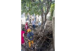 El &aacute;rbol habit&oacute; m&aacute;s de una decena de a&ntilde;os en la casa de la familia Moreno-Wray. Foto: Fernando Sandoval/ EL TEL&Eacute;GRAFO